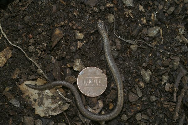 Cartes graphiques : comprendre les différences clés entre Nvidia et AMD